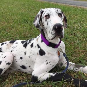 Meet your Posher, Ronald